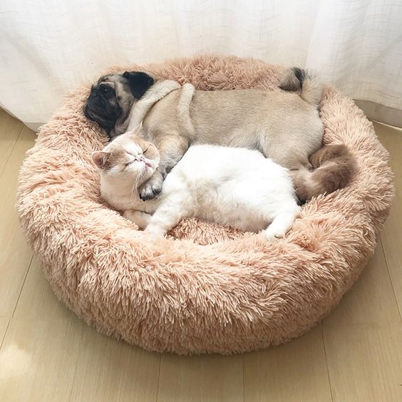 pet bed