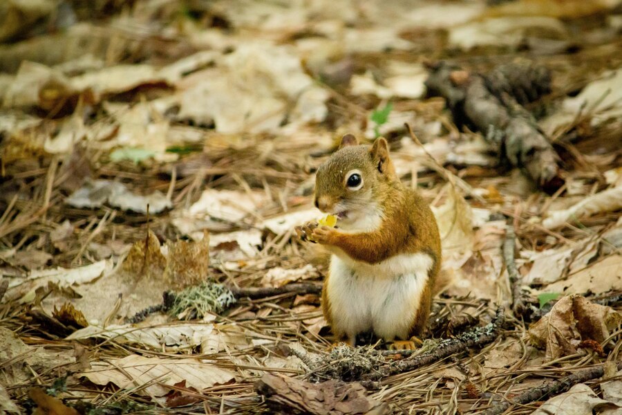 Squirrel Removal