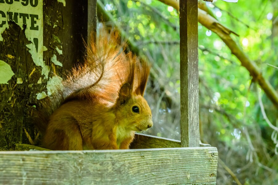 squirrel removal