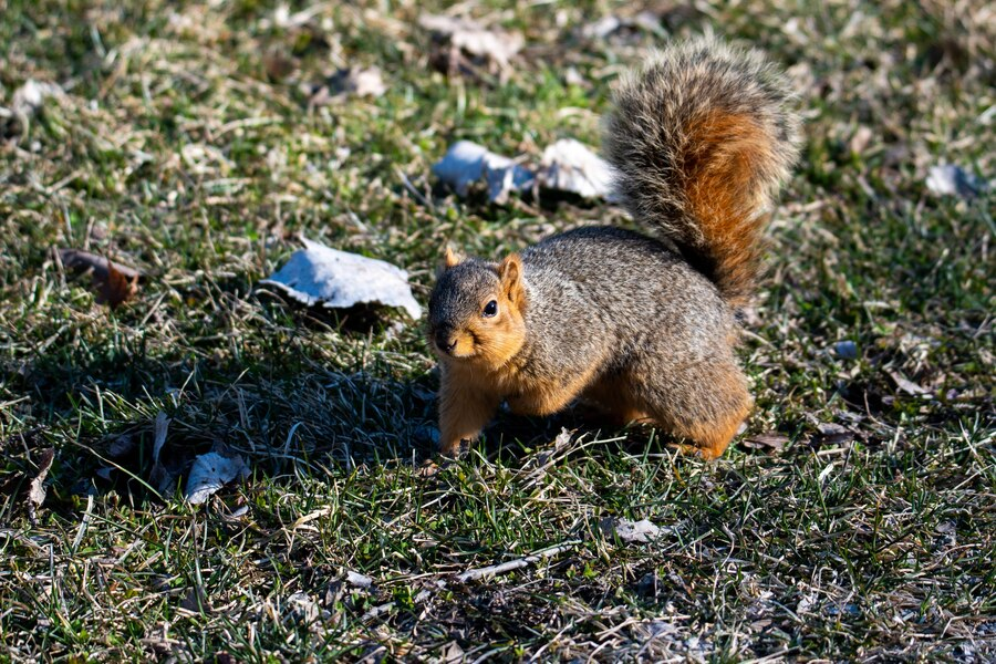 squirrel removal