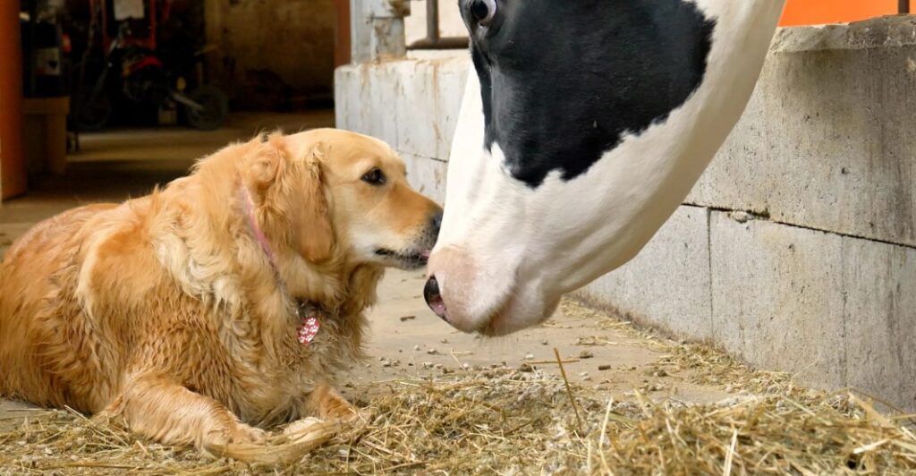 online pet food
