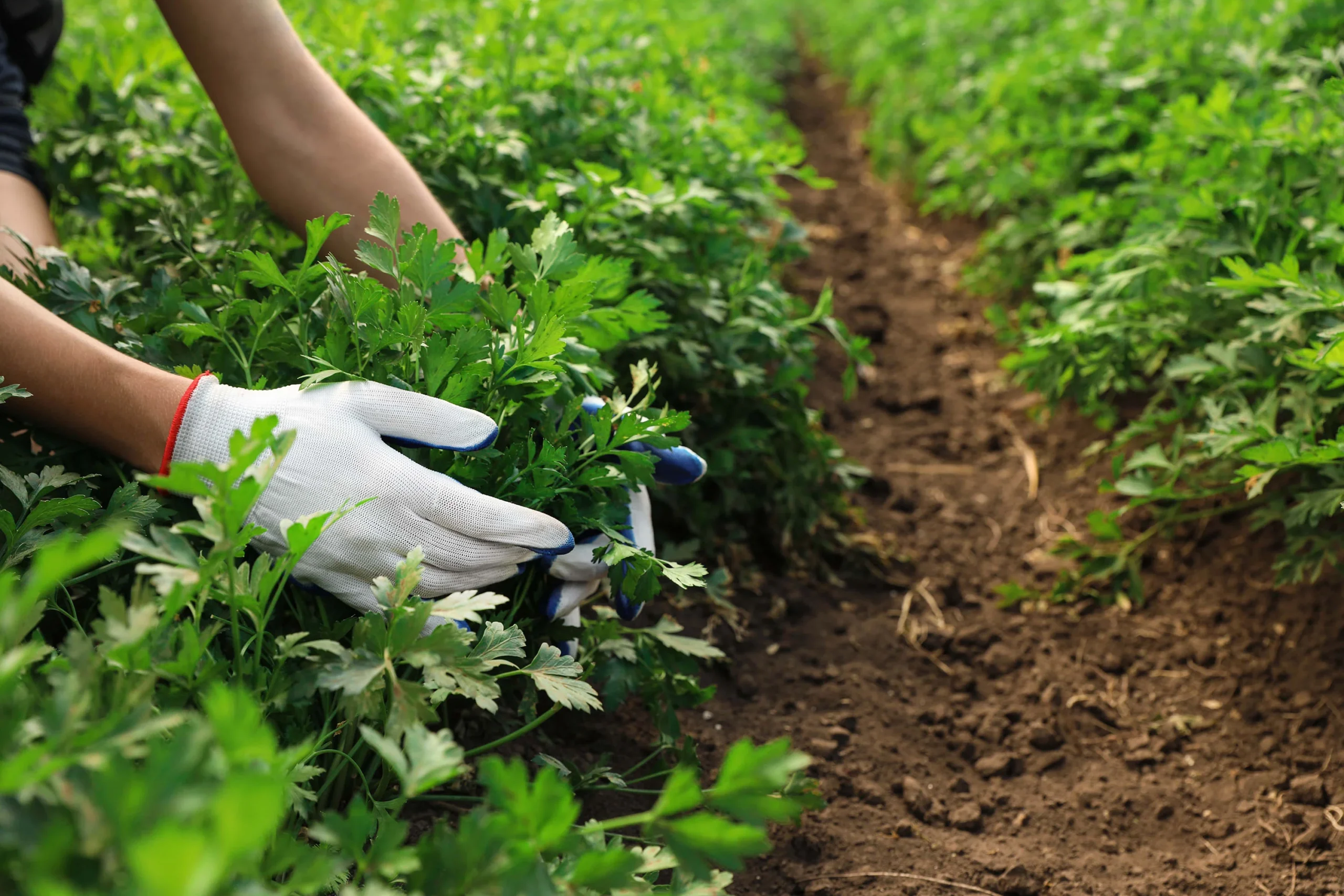Best Gardening For Beginners