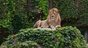 Zoo Animal XYZ The Wild World of Exotic Creatures or Conservation